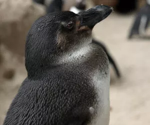 Pinguine in Gefahr