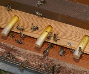 Luft aus Bienenstcken