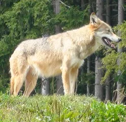 Wolfsmanagement Niedersachsen