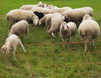 Herdenschutz fr Schafe