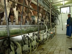 Milchproduktion in sterreich