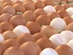 Biozid belastete Eier