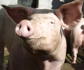 Tiergerechte Schweinehaltung