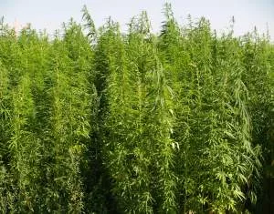 Cannabis-Legalisierung 2023