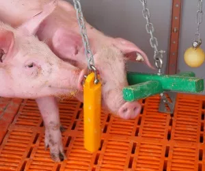Tierwohl in der Schweinehaltung