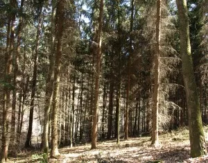 Waldzustandsbericht 2023 Saarland 