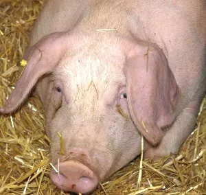 Schweinebestand in Brandenburg 2016