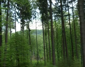 Waldbewirtschaftung