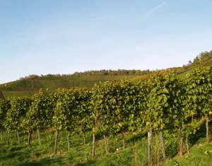 Weinbau Wrttemberg