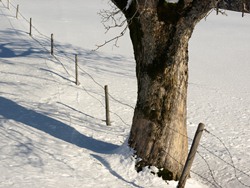 03. Februar 2012: Klirrende Kälte am Großen Arber