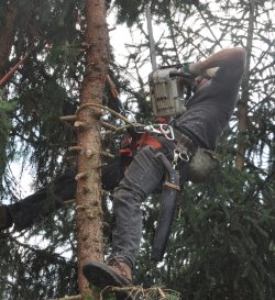 52-Jähriger in Glandorf beim Baumfällen schwer verletzt
