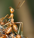 Ameisen bekmpfen