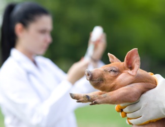 Antibiotika in der Tierhaltung