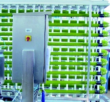 Anzucht der Algen in einem Rhrenphotobioreaktor. (Foto: Hochschule Anhalt)