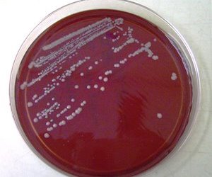 Bakterienforschung