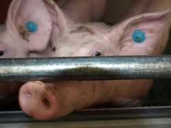 Baustopp für Schweinemastanlage Tornitz