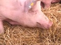 Bewhrungsstrafe fr Betrug mit falschen Bio-Schweinen 