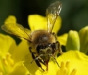 Bienen-Nahrung 