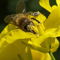 Bienennahrung