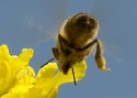Bienenschden