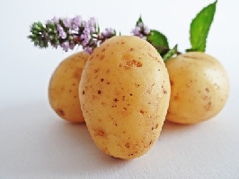 Bio-Kartoffeln