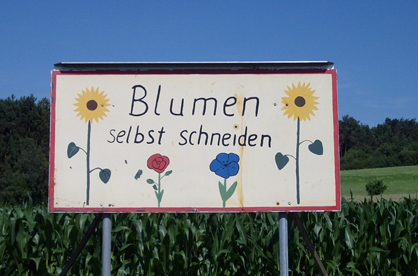 Blumen selber schneiden - Heimsheim