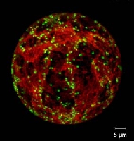 Darstellung eines Protoplasten aus einem Tabakblatt: Rot markiert ist das p24-Protein im Endoplasmatischen Retikulum, dem Membrannetzwerk am Anfang des sekretorischen Wegs in einer Pflanzenzelle. (Bild: Uni Heidelberg)