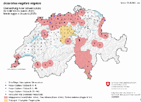 Diabrotica virgifera virgifera - Überwachung in der Schweiz 2020