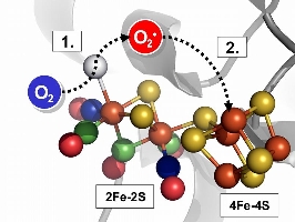 Die Abbildung zeigt in einem molekularen Modell das katalytische Zentrum der Hydrogenase und verdeutlicht wie das Sauerstoffmolekl von einer Bindungsstelle zur nchsten hpft und schlielich das Enzym zerstrt. (Bild: RUB)