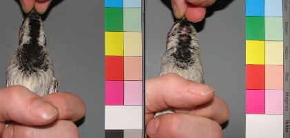 Die schwarzen Brustflecken sind nach der Mauser (rechts) teilweise durch weie Federspitzen verdeckt und kommen erst bei der Brutzeit zum Vorschein. (Silke Laucht)