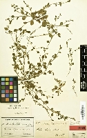 Digitalisierter Herbarbeleg von Microtea portoricensis Urb., gesammelt von Paul Sintensis am 20.1.1885 in Puerto Rico (Foto: Botanischer Garten und Botanisches Museum Berlin-Dahlem)