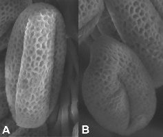 Elektronenmikroskopische Aufnahme von Pollen der Ackerschmalwand (Arabidopsis thaliana) (Foto: Max-Planck-Institut fr Molekulare Pflanzenphysiologie, Potsdam)