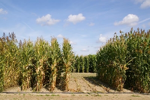 Energiepflanzen Sudangras, Mais und Futterhirse v.l.n.r.  (Foto: Schittenhelm/Julius Khn-Institut)