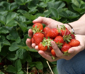 Erdbeeren selber pflücken