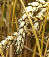 Ernte + Ertrag + Anbaustatistik von Weizen 2001-2020