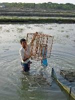 Ernte der kologisch gezchteten Garnelen in Bangladesch. (Foto: WAB Trading International GmbH)
