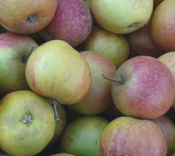 Ernteschätzung Äpfel und Birnen 2012 - Mecklenburg-Vorpommern