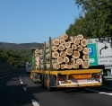 Europa ringt um Importverbot von illegalen Tropenholz-Einfuhren 