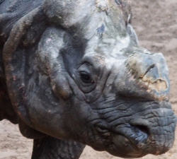 Exotisches Medikament Rhino-Horn