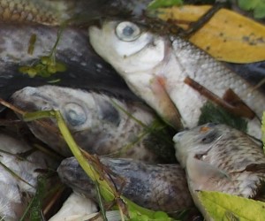 Fischsterben in Windhagen - Polizei vermutet Verunreinigung