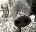 Forstprsident: Wildschweine mssen gezielt abgeschossen werden