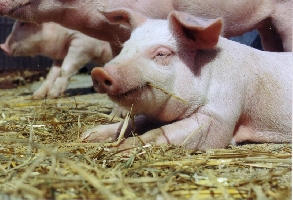 Foto 3: Dem Wohlbefinden von Schweinen sind Forscher vom FBN auf der Spur.  (FBN)