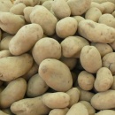 Gentechnisch veränderte Kartoffeln 2009 - Sanitz