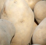 Gentechnisch veränderte Kartoffeln 2010 - Thulendorf