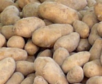 Gentechnisch veränderte Kartoffeln 2011 - Limburgerhof