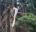 Geringe Sturmschden im Landeswald - M-V - Groschutzgebiete kaum betroffen