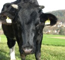 Holstein-Schau 