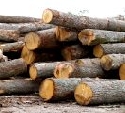 Holzheizungs-Hersteller: Landwirte sollen Wlder anbauen