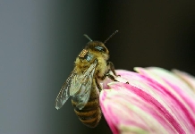Honigbiene, im Dienste der Wissenschaft mit einem Mikro-Chip auf dem Rcken unterwegs. (Foto: Helga R. Heilmann, BEEgroup)