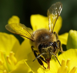 Honigbiene